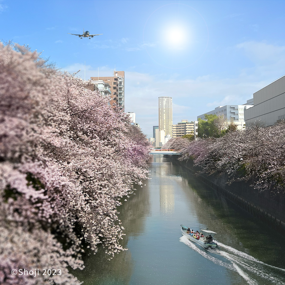 目黒川の桜並木